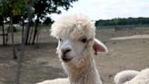 Alpaca at Starbucks Drive Thru Prompts Major Reactions From Baristas