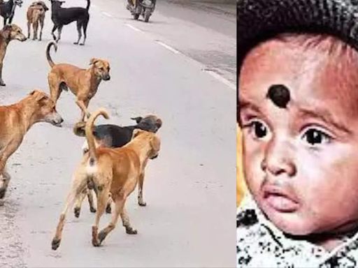 Pack of stray dogs maul infant to death in Hyderabad | Hyderabad News - Times of India