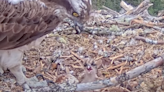 Livestream ospreys welcome first chick of the season
