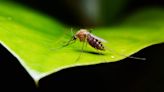 5 colors that repel mosquitoes and keep them away