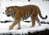 Siberian tiger