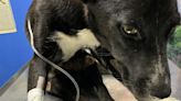 'Panchito', un perrito lleno de pulgas y llagas, lucha por su vida