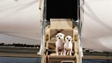 Bark Air flights for dogs are taking off this week