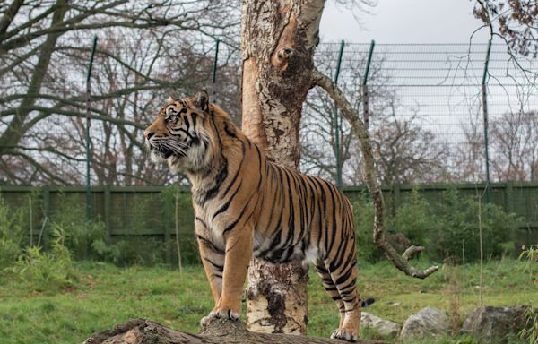 Tiger escape at Mexico zoo prompts warning from Texas officials