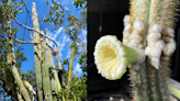 Se extingue cactus en Florida por cambio climático
