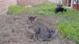 Frustrated homeowner struggles to revive yard after stray cats turned it into a litter box: ‘Nothing seems to grow here’