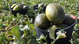 Productores de melones de Xilxes denuncian múltiples robos durante el verano