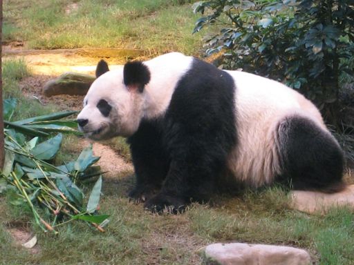 熊貓安安離世前研究公布 海洋公園指有助評估動物健康狀況