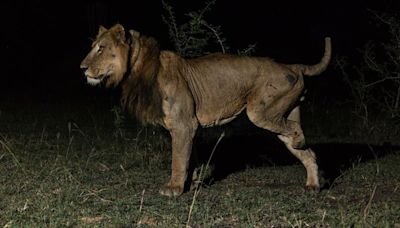 Two lions make record-breaking swim for ‘female affection’ | CNN