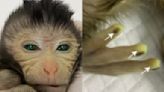 China creates world's first chimeric monkey with fluorescent eyes, fingertips