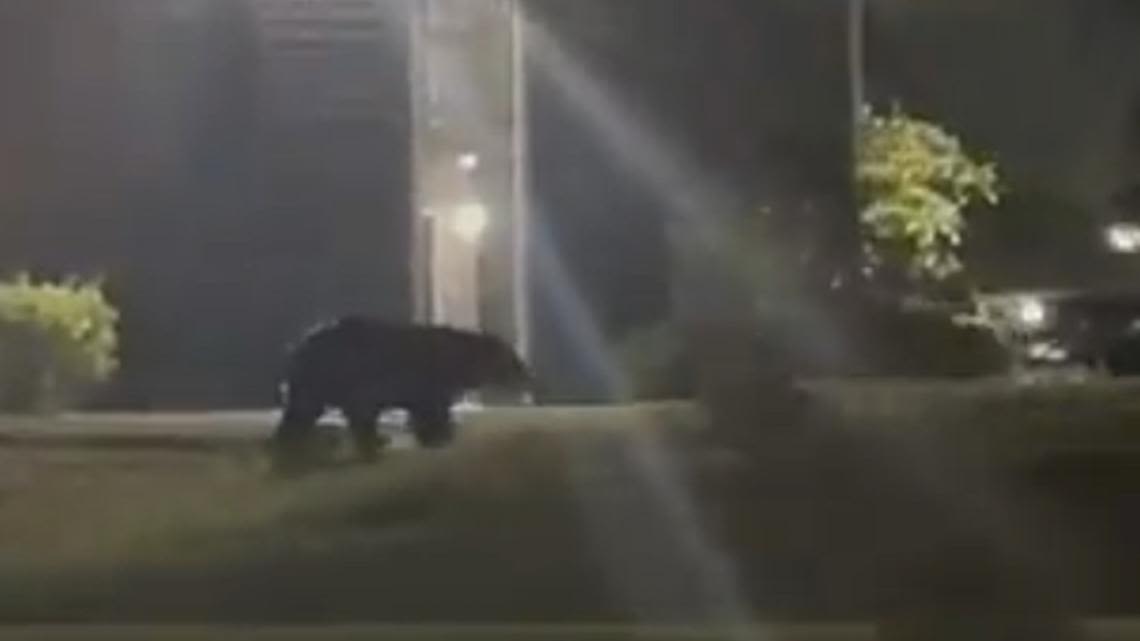 Black bear spotted running around Tampa neighborhood