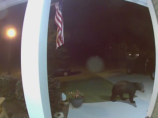 Black bear “Yogi” making an Aiken neighborhood its temporary home