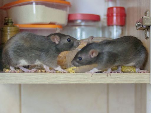 How to rat-proof your home NOW for winter…& 5 common mistakes that attract pests