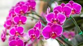 Orchids will bloom one week later when adding 24p kitchen staple to water