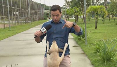 Cachorro caramelo invade transmissão ao vivo da Globo, morde fio e gera risos