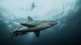 Dream About Sharks? Here’s What It Means