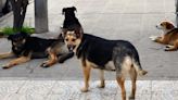 Albañil de Viedma fue atacado por perros cuando iba a la obra y será indemnizado