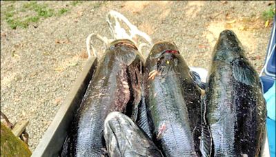 魚虎配對期警覺低 近月活逮24尾