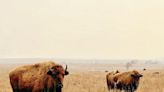 ...Are A Keystone Species For Both Tribal Identity And Grassland Health. Here’s How A New Bill Could Help...