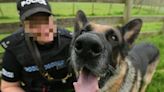 Drug dog found cocaine and ketamine in man's car