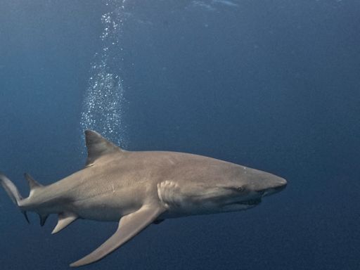 Shark attacks are rare. But they still fuel fear for Olympic surfers.