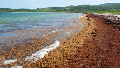 El Mar de los Sargazos: la “selva tropical flotante” atrapada entre corrientes en el Atlántico