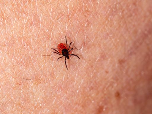 Ticks and the diseases they carry