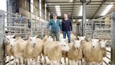 Gimmer lamb numbers and trade well up at CCM Skipton