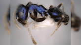 New Rare Species Of Tiny, Metallic Blue Ant Discovered In Remote India