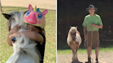 Beloved miniature horse named Penny killed with crossbow bolt to chest