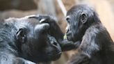 PHOTOS and VIDEO: Birthday surprise for one of the Cleveland Zoo's oldest animals