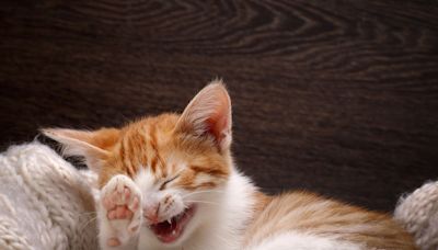 55 Purrfectly Hilarious Cat Jokes for Kitten Around