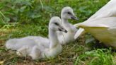 PHOTOS: 2 trumpeter swans hatch at Maryland Zoo