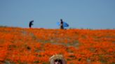 Wet winter gives way to colorful 'Superbloom' in US West