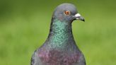 Prevent pigeons landing in your garden with flower colour they think is danger