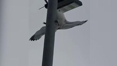 Bird trapped in fishing line stuck on lamp-post