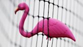 Today is: Pink Flamingo Day