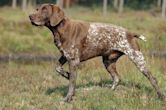 German Shorthaired Pointer