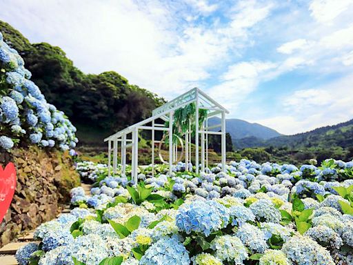 竹子湖繡球花特色農遊 淡雅芬芳萬種風情 | 蕃新聞