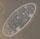 Paramecium