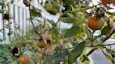 Rose hips' seedpods provide a pop of color in the fall and winter garden