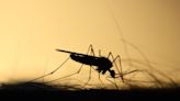 How trash, sprawl and a warming world impact Michigan mosquito seasons