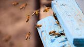 Para proteger abelhas, serviço oferece assistência gratuita por telefone