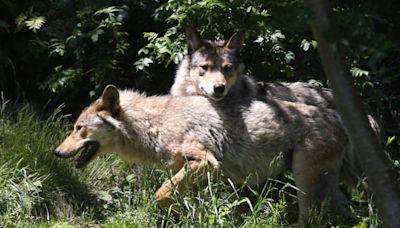 'Saint Or Devil': Return Of Wolf Stirs Debate In Europe