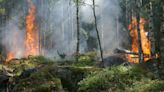 Los nuevos incendios causados por el calentamiento global reducen la abundancia y diversidad de las plantas leñosas