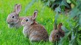 The Top Rabbit-Resistant Plants, Plus Bunny-Proofing Techniques Even Mr. McGregor Would Approve Of