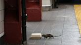 New York City seeks a 'bloodthirsty' rat czar: Ad for director of rodent mitigation job to fight serious, gnawing problem is ... actually pretty funny