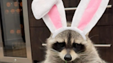 Meet The 2024 Cadbury Bunny: A Rescue Raccoon Named Louie!