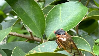 Augusta abuzz! Cicadas Emerge After 13 Years Underground