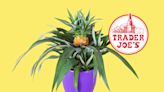 Trader Joe's Mini-Pineapple Plants Are a Summer Must-Have